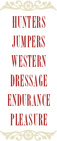 Disciplines: Hunters, Jumpers, Western, Dressage, Endurance, Pleasure